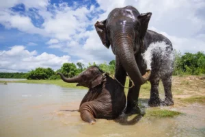 Elephant and baby Elephant